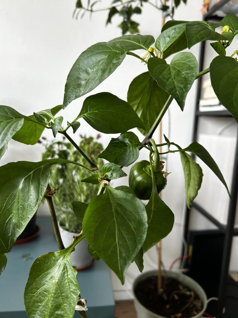 bell-pepper-flowers.jpeg