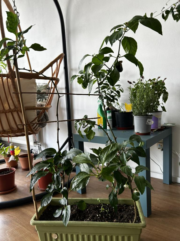 bell-pepper-plant.jpeg