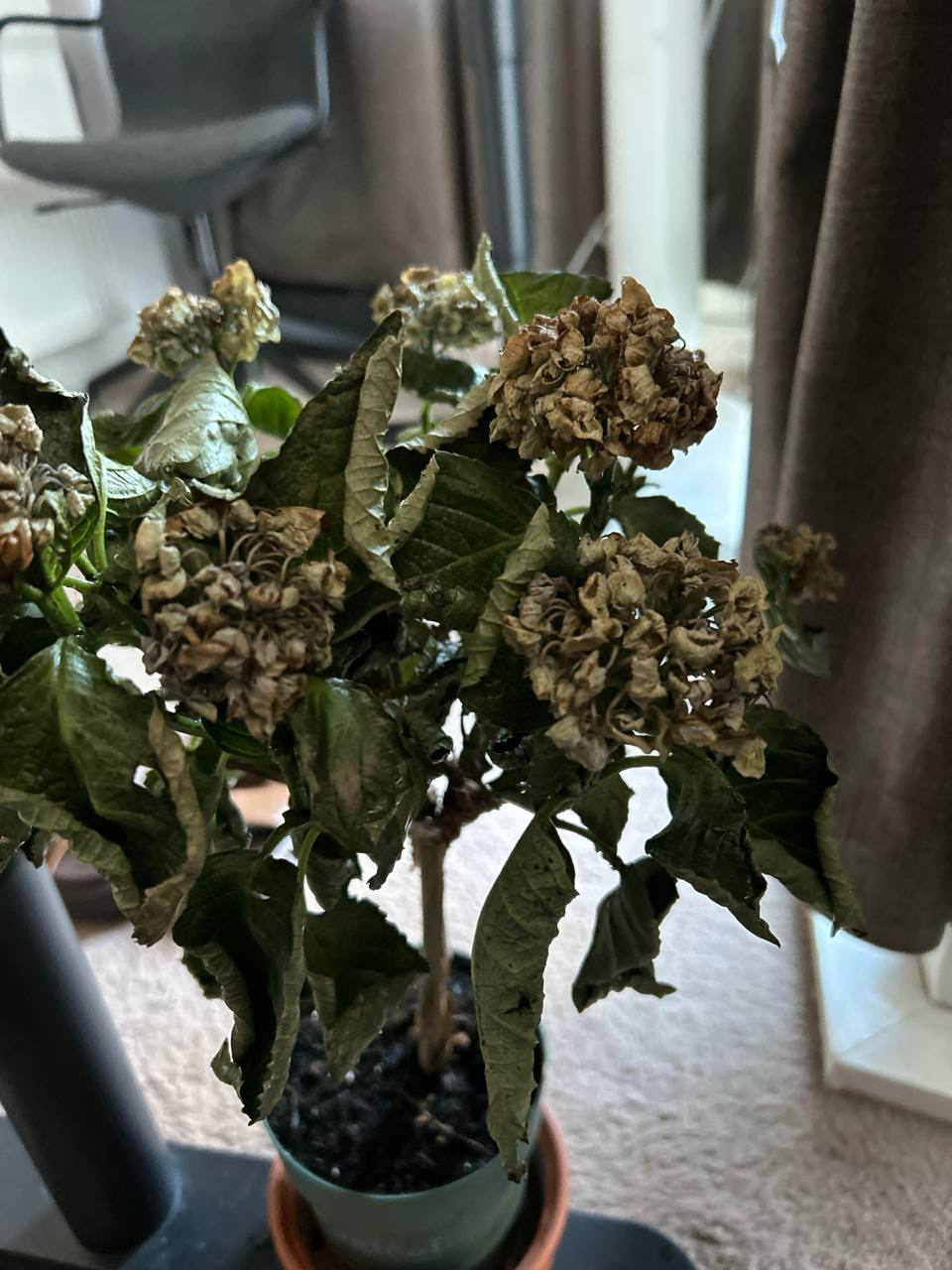 hydrangea-macrophylla-bad.png