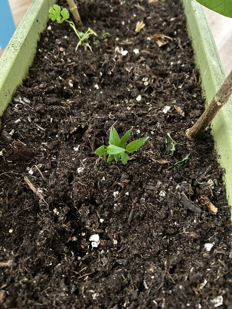 tiny-bell-pepper.jpeg