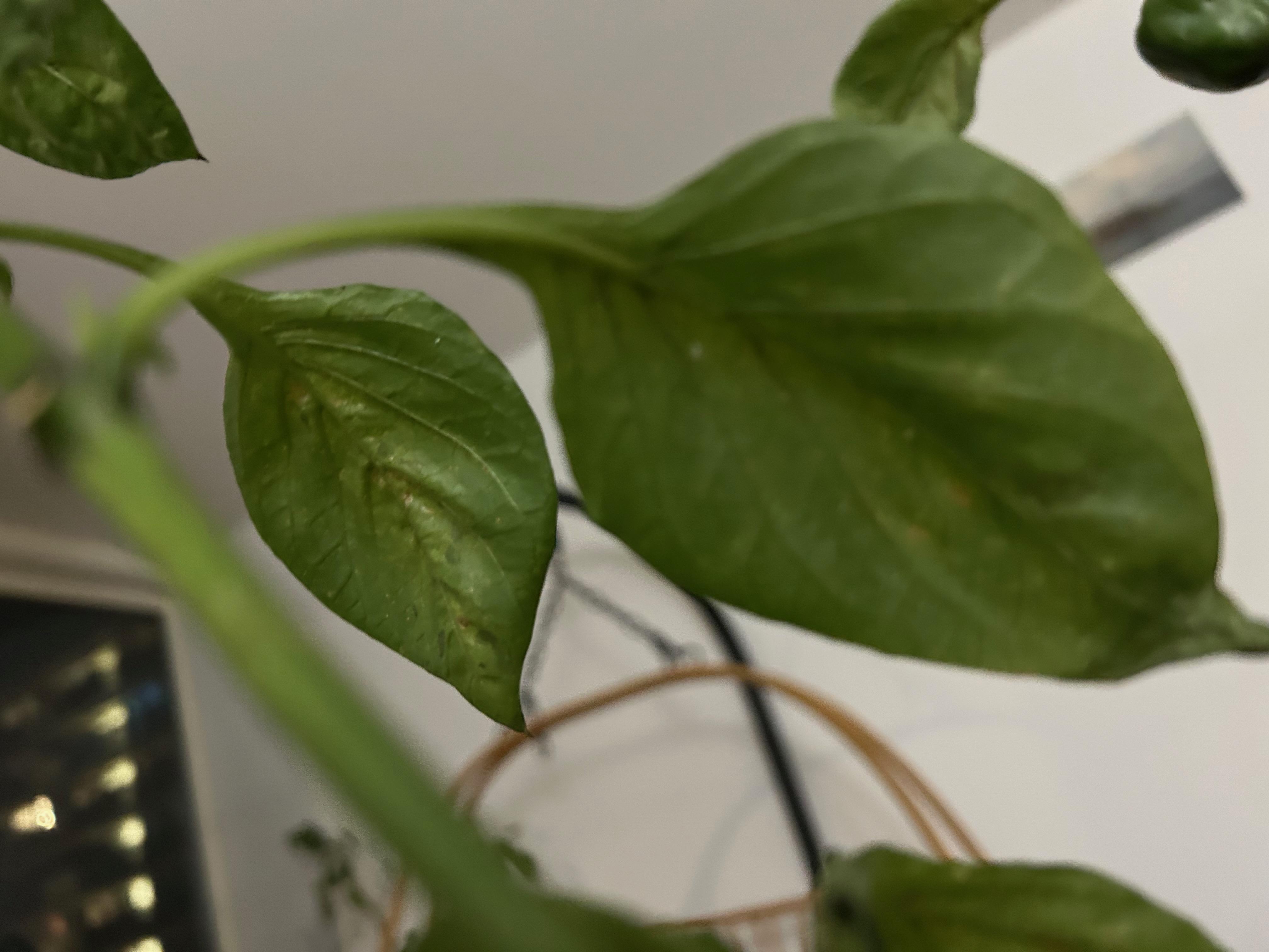 whitefly-capsicum.jpeg