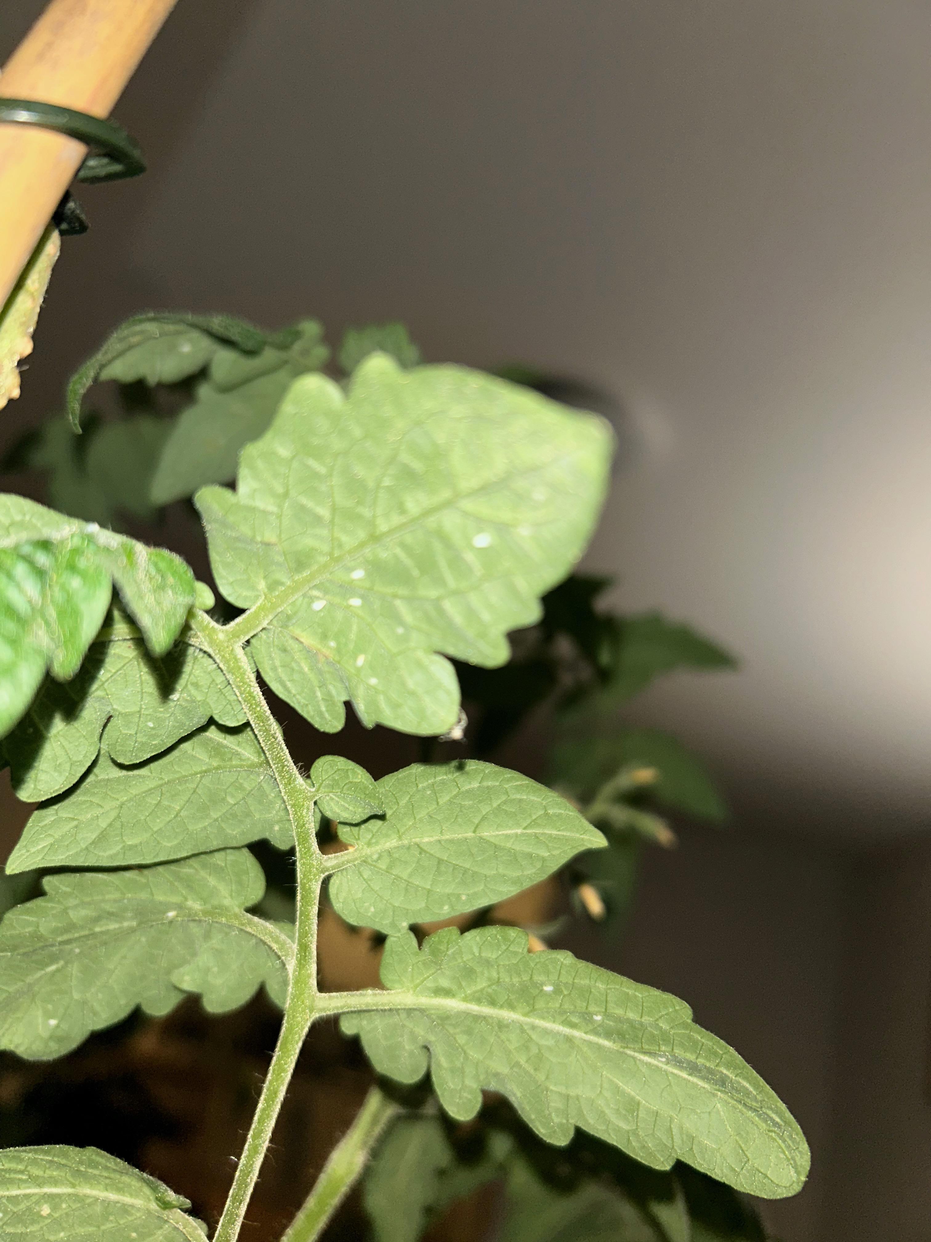 whitefly-tomato.jpeg