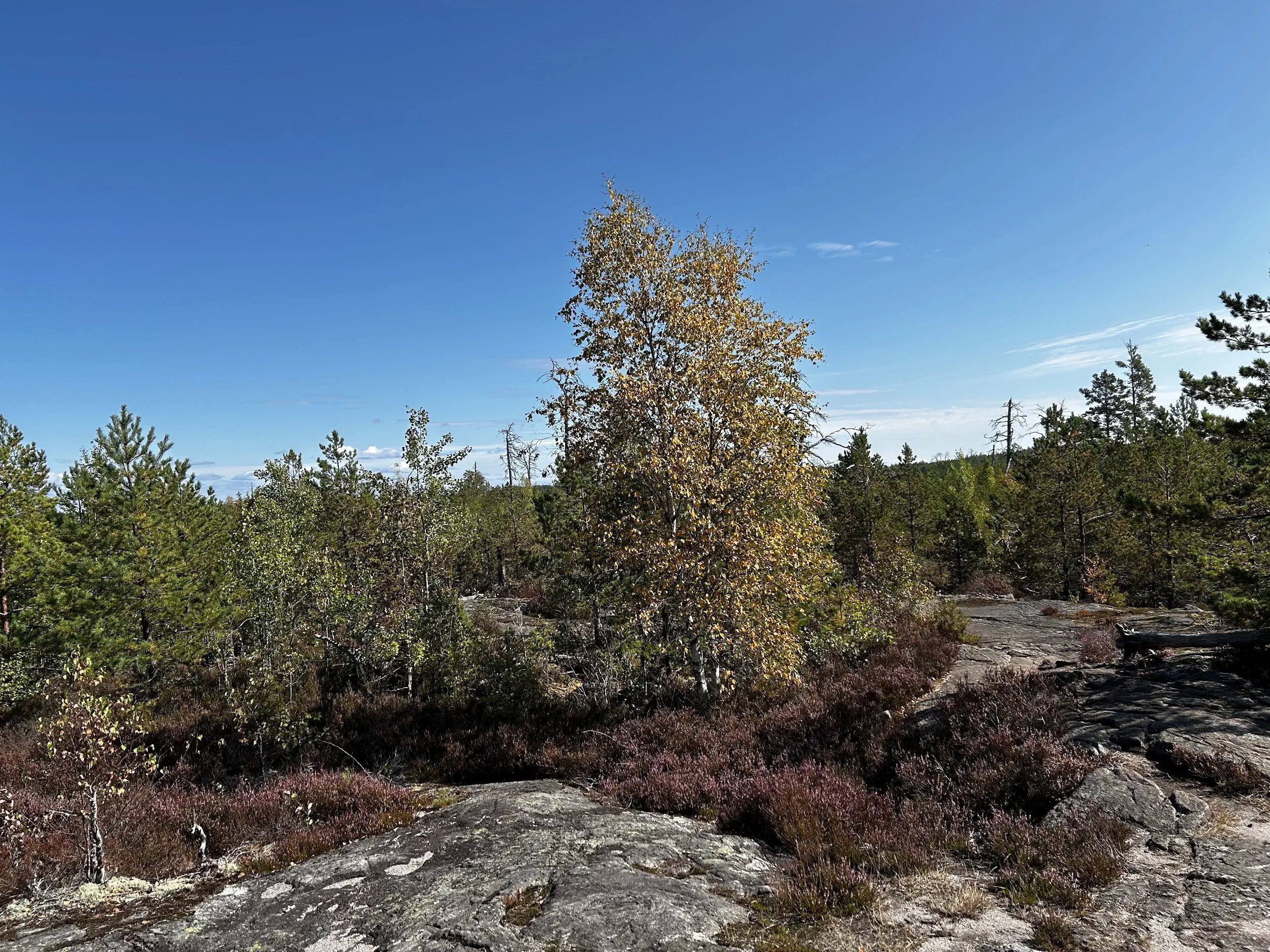 Camping_Trip_in_Sweden-10e0485f.webp
