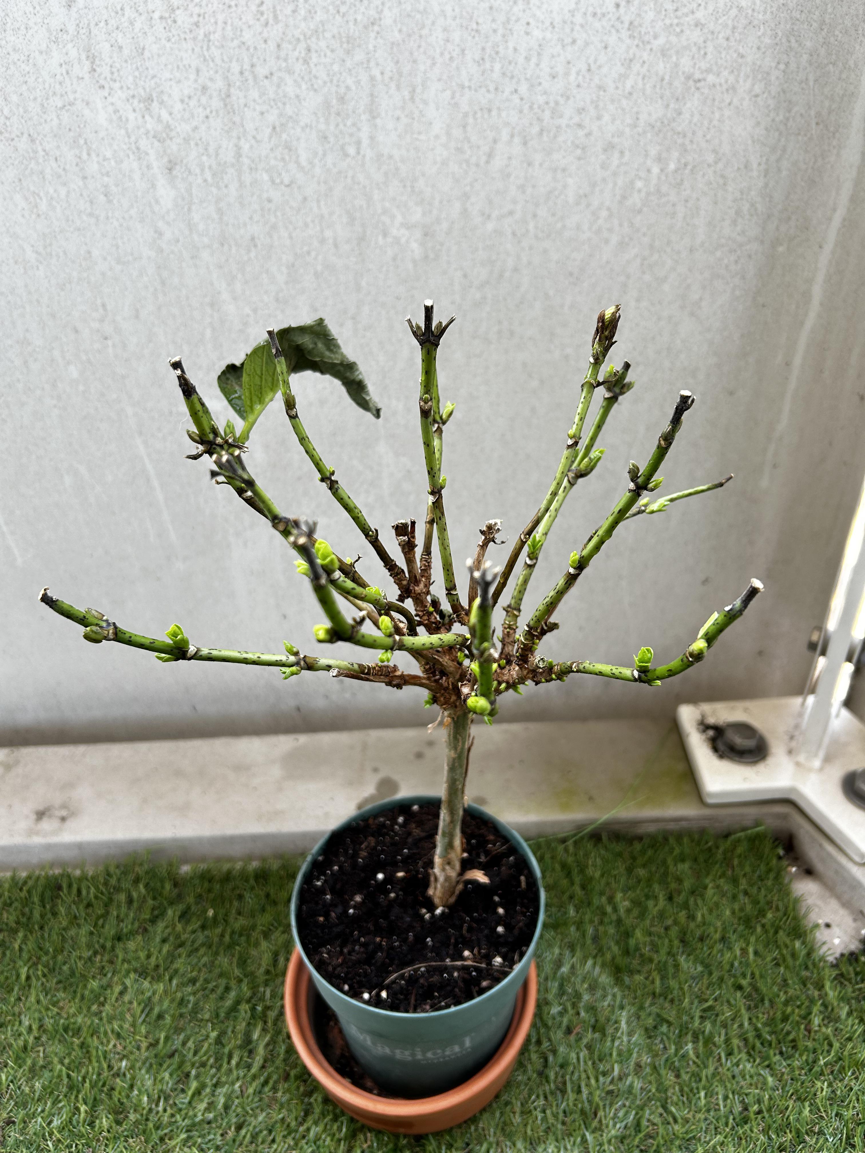 hydragea-macrophylla-stem.jpeg