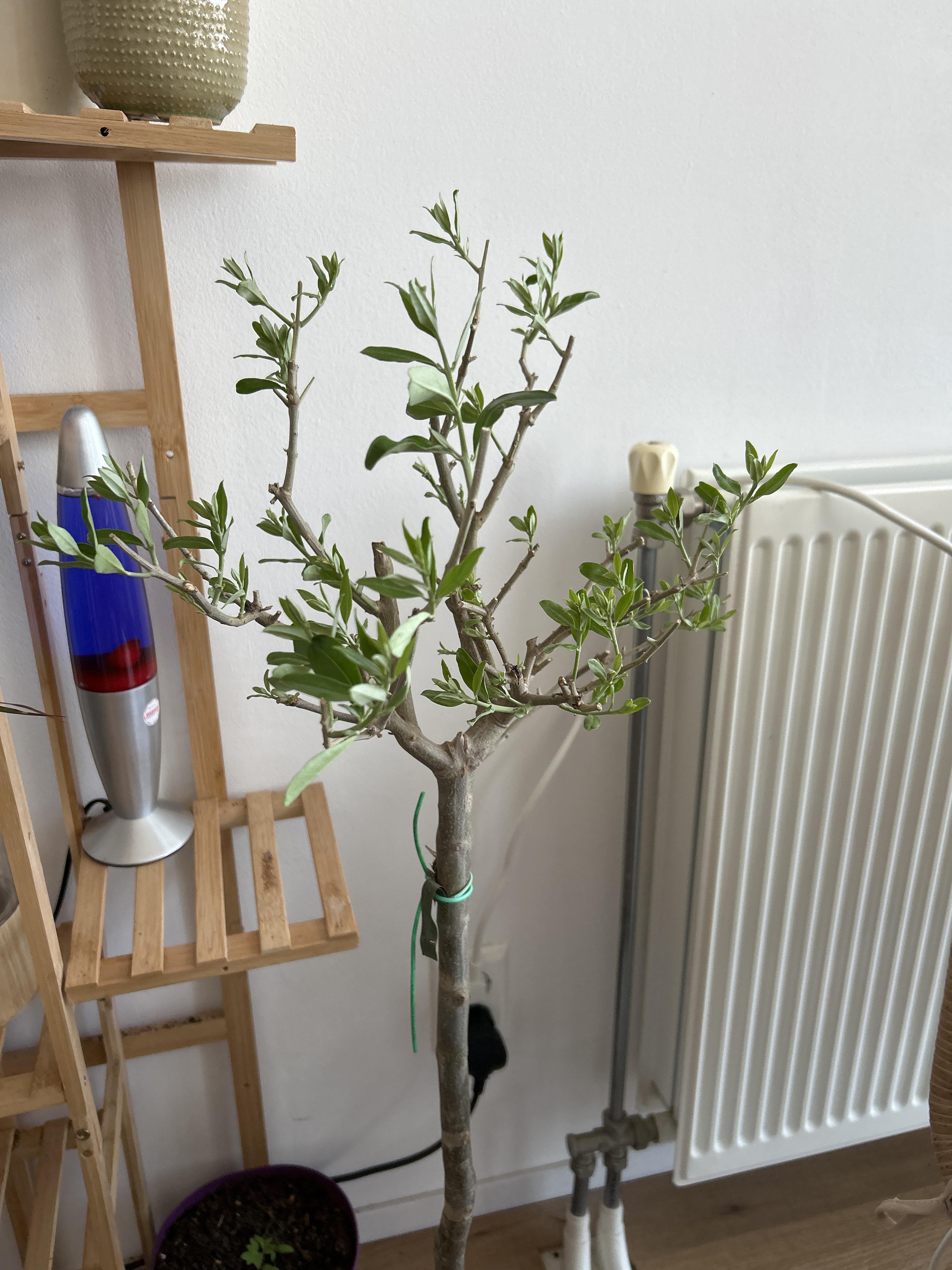 olive-tree-2026-06-28.jpg